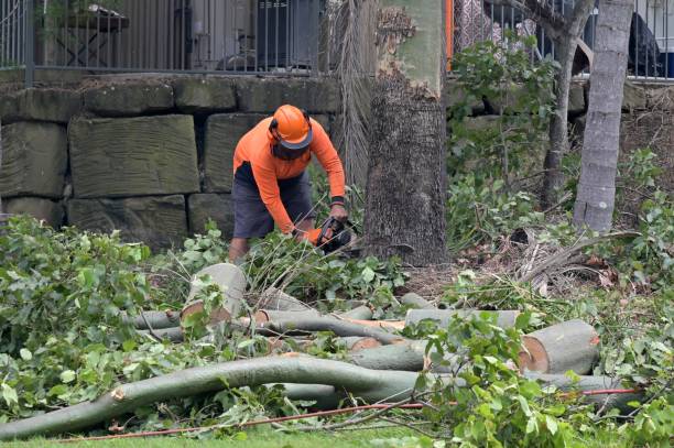 Best Emergency Tree Removal  in Levittown, NY